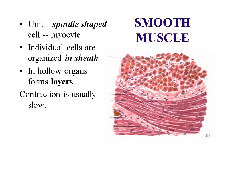 SMOOTH MUSCLE Unit – spindle shaped cell -- myocyte Individual cells are organized in